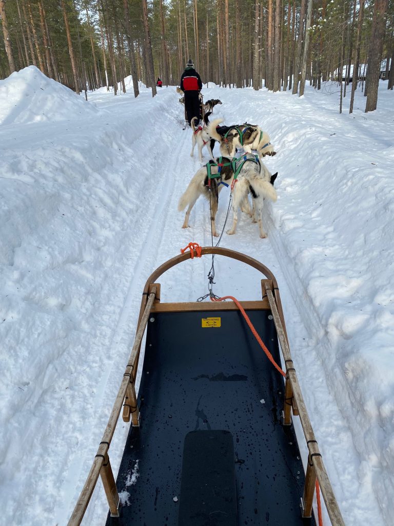 Schlitten in einer Spur, davor Huskys während einer Huskyschlittenfahrt bei Rovaniemi in Finnisch-Lappland
