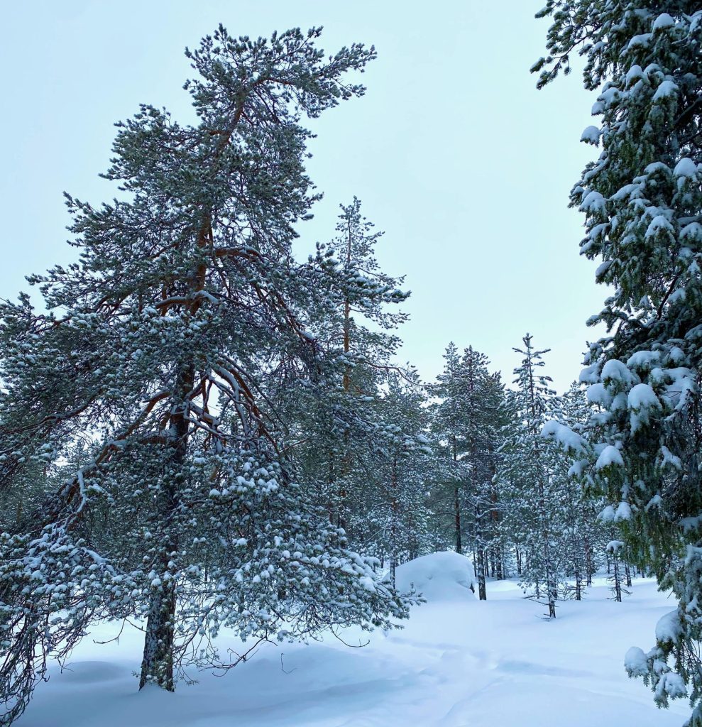 Winterlandschaft bei Rovaniemi in Finnland