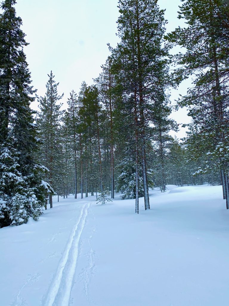 Skispuren von Tourenski im Schnee im Winterwald bei Rovaniemi in Finnland