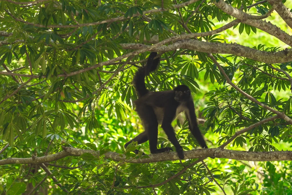 Affe auf einem Baum zwischen zahlreichen grünen Blättern beim Cañón del Sumidero in Chiapas