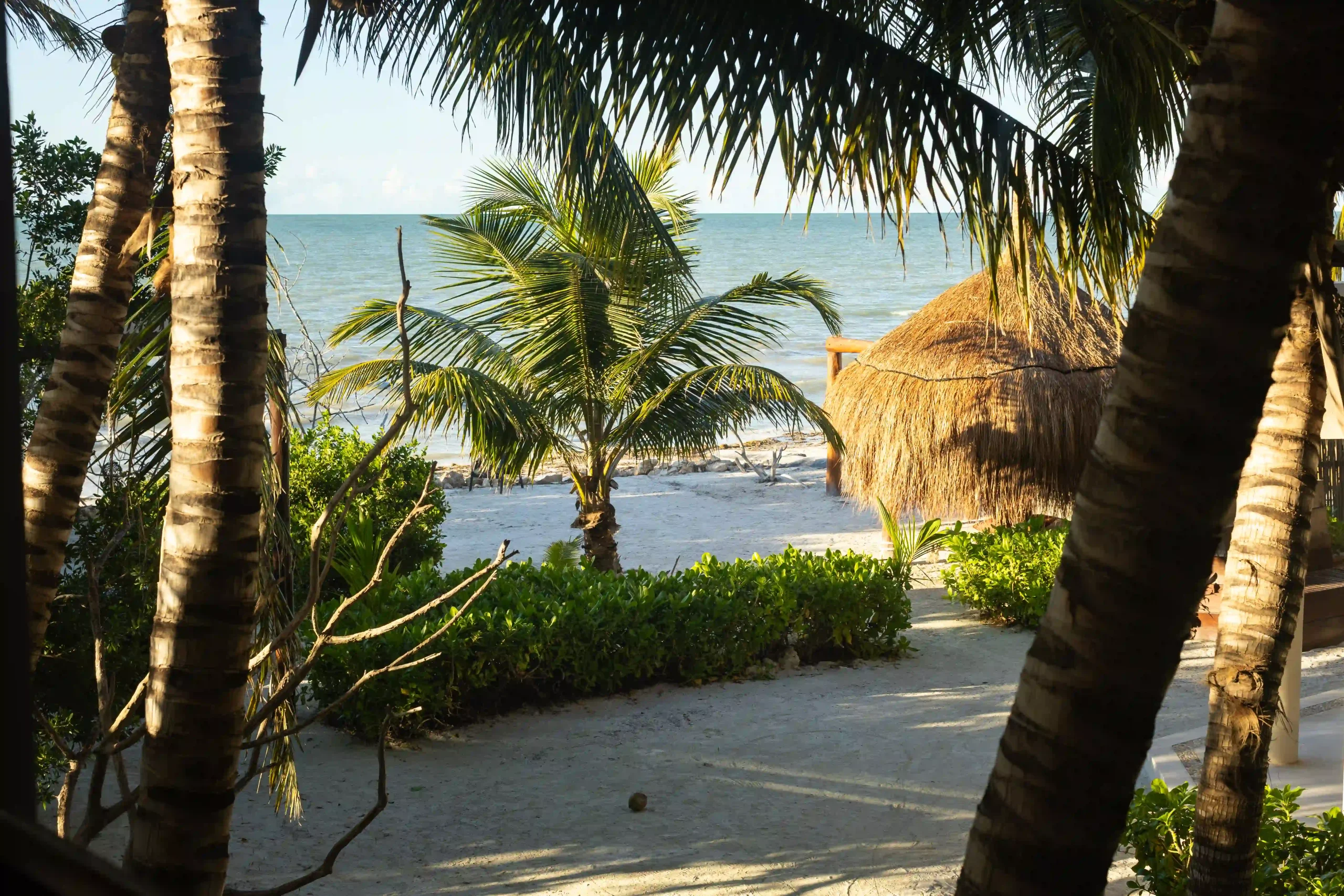 Strand von Holbox, im Vordergrund Palmen und eine grüne Hecke, im Hintergrund der Strand