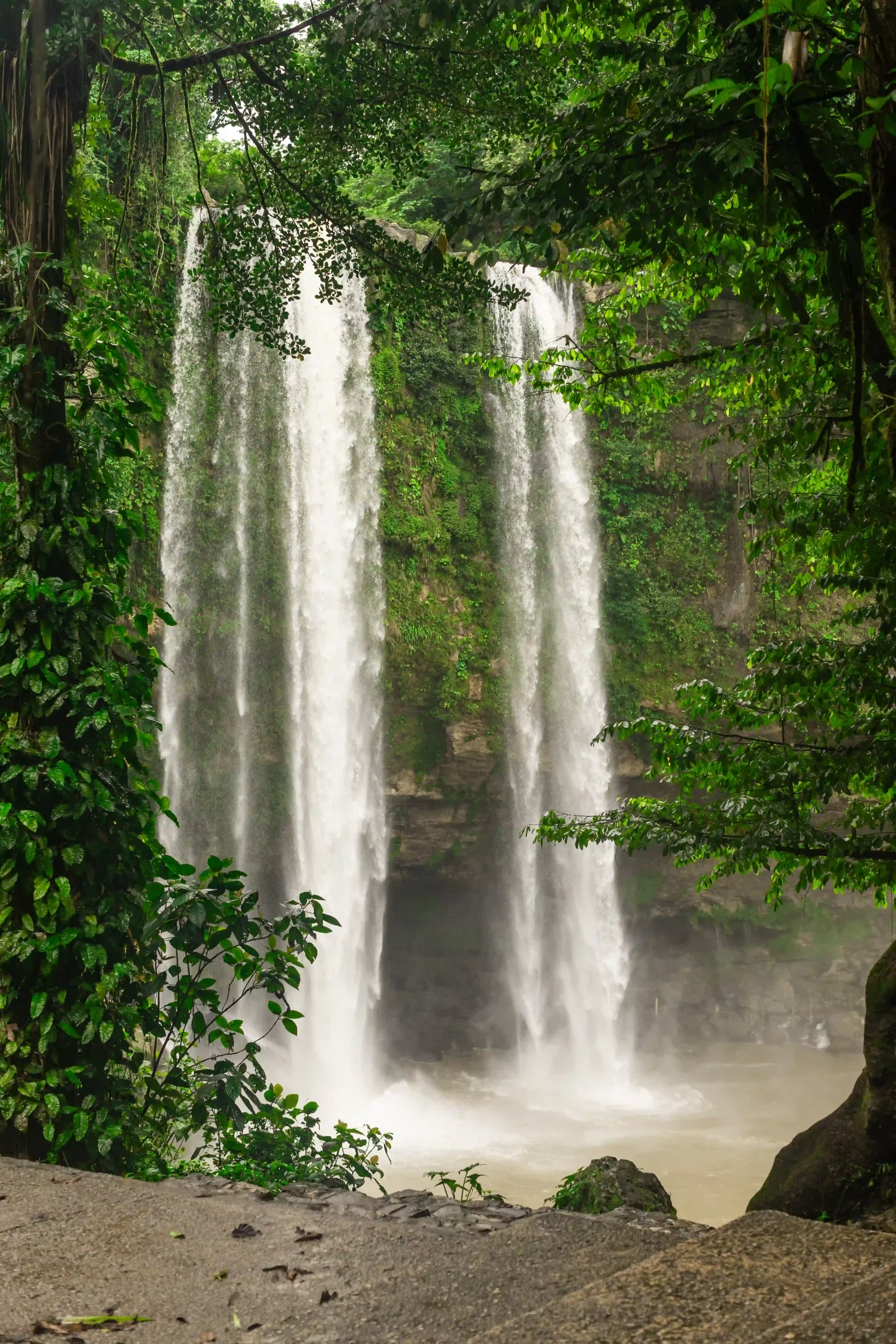 Doppelter hoher Wasserfall Misol-Ha, im Vordergrund Bäume und dichtes Grün