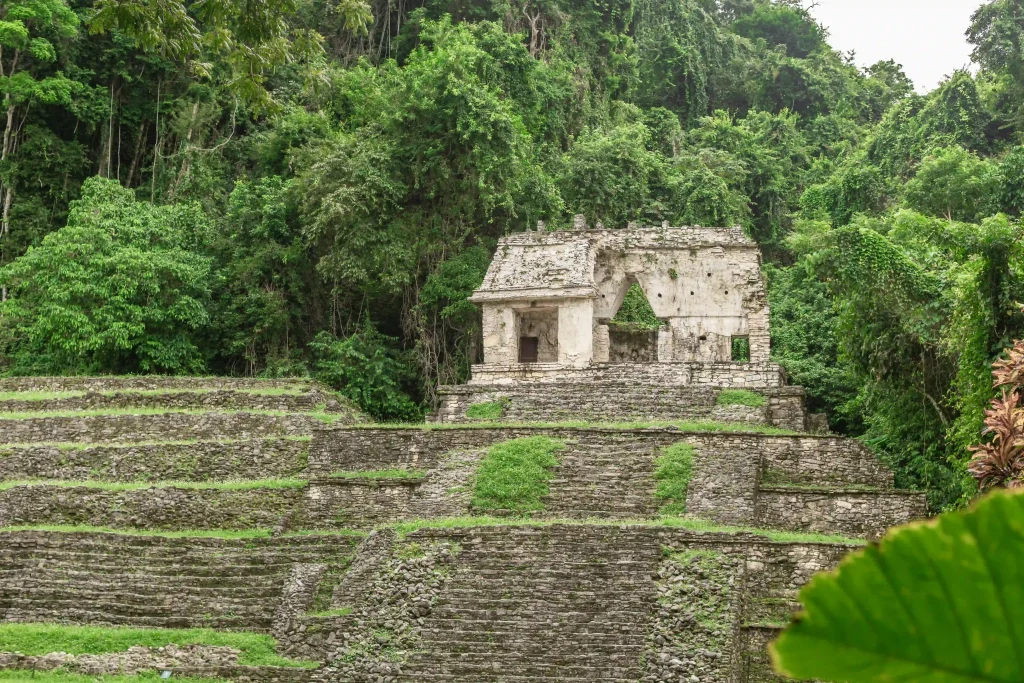 Blick auf eine der Ruinen von Palenque im Dschungel, davor zahlreiche Stufen